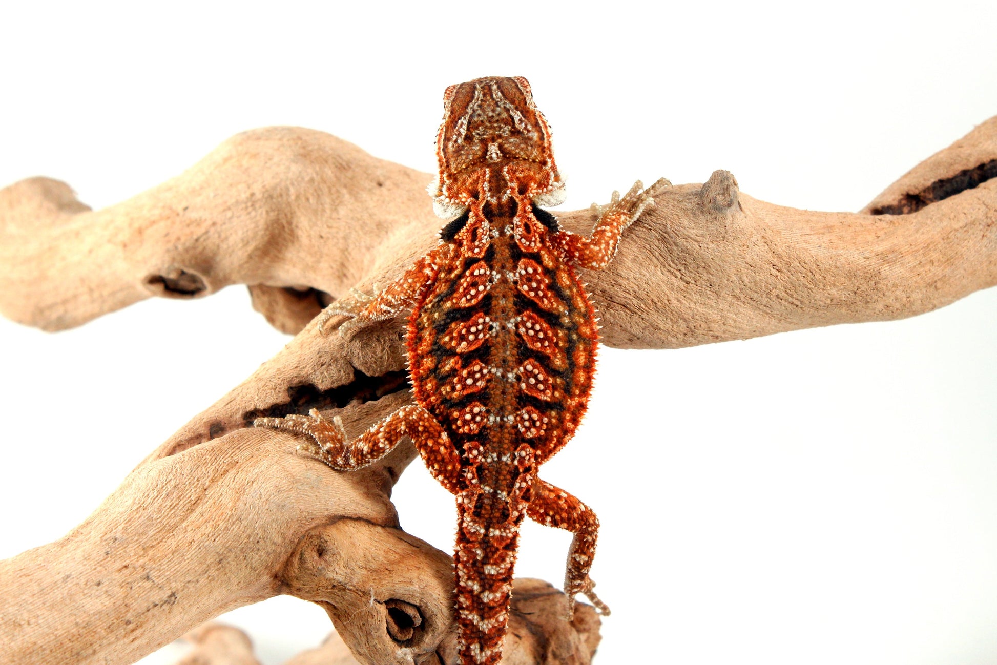 Red Dunner Bearded Dragon All Reptiles