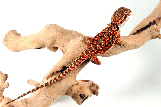 Red Dunner Bearded Dragon All Reptiles