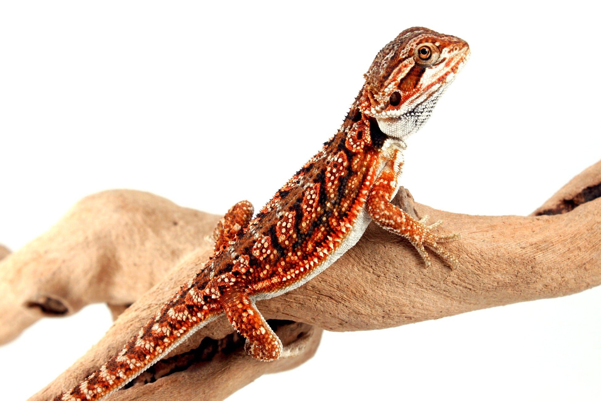 Red Dunner Bearded Dragon All Reptiles