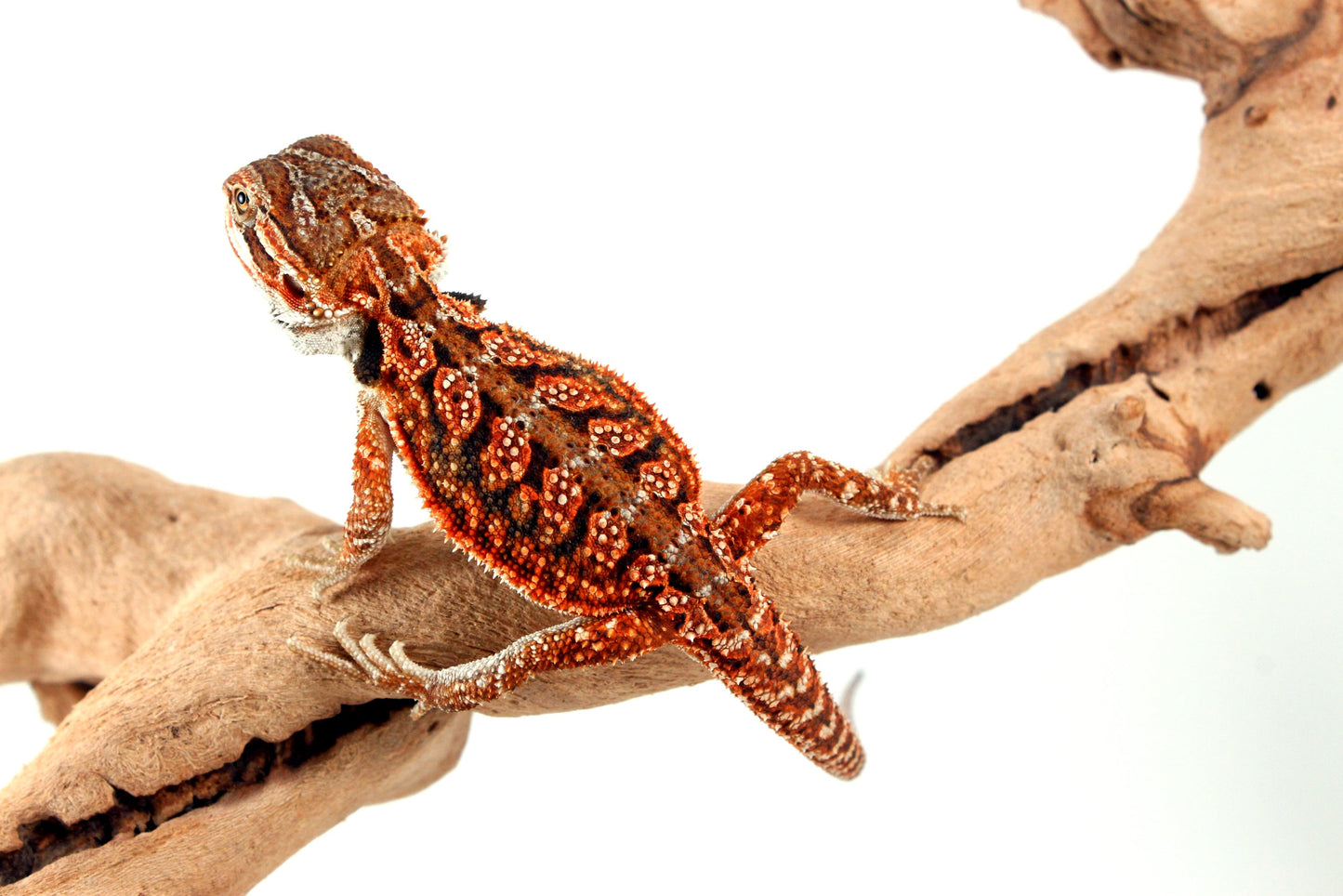 Red Dunner Bearded Dragon All Reptiles