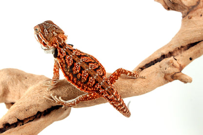 Red Dunner Bearded Dragon All Reptiles