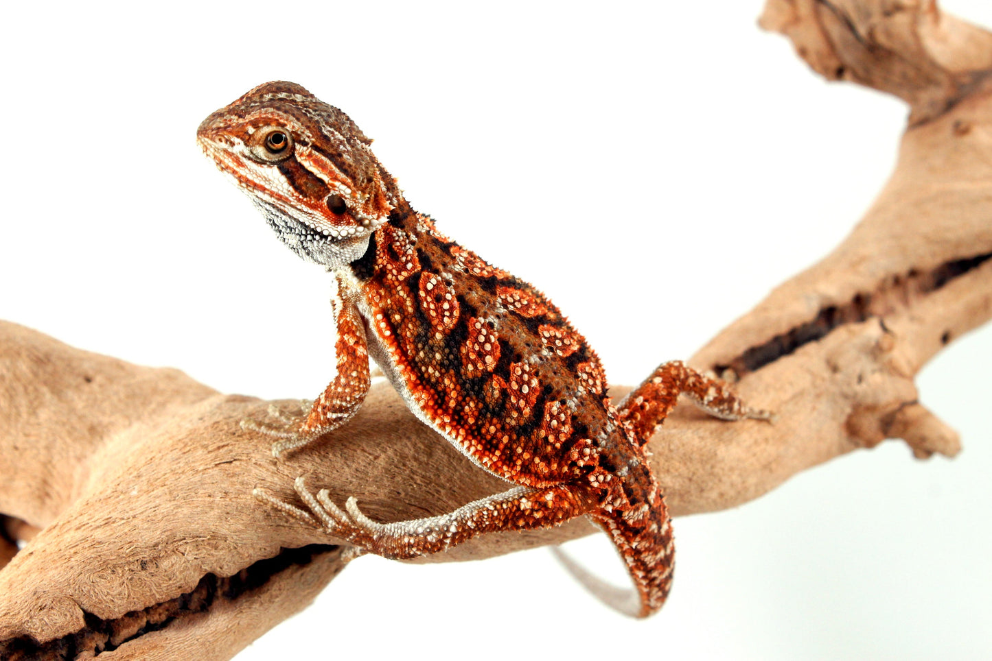 Red Dunner Bearded Dragon All Reptiles