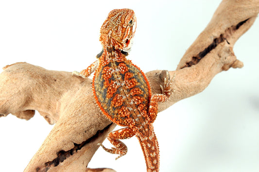 High Orange Dunner Bearded Dragon All Reptiles