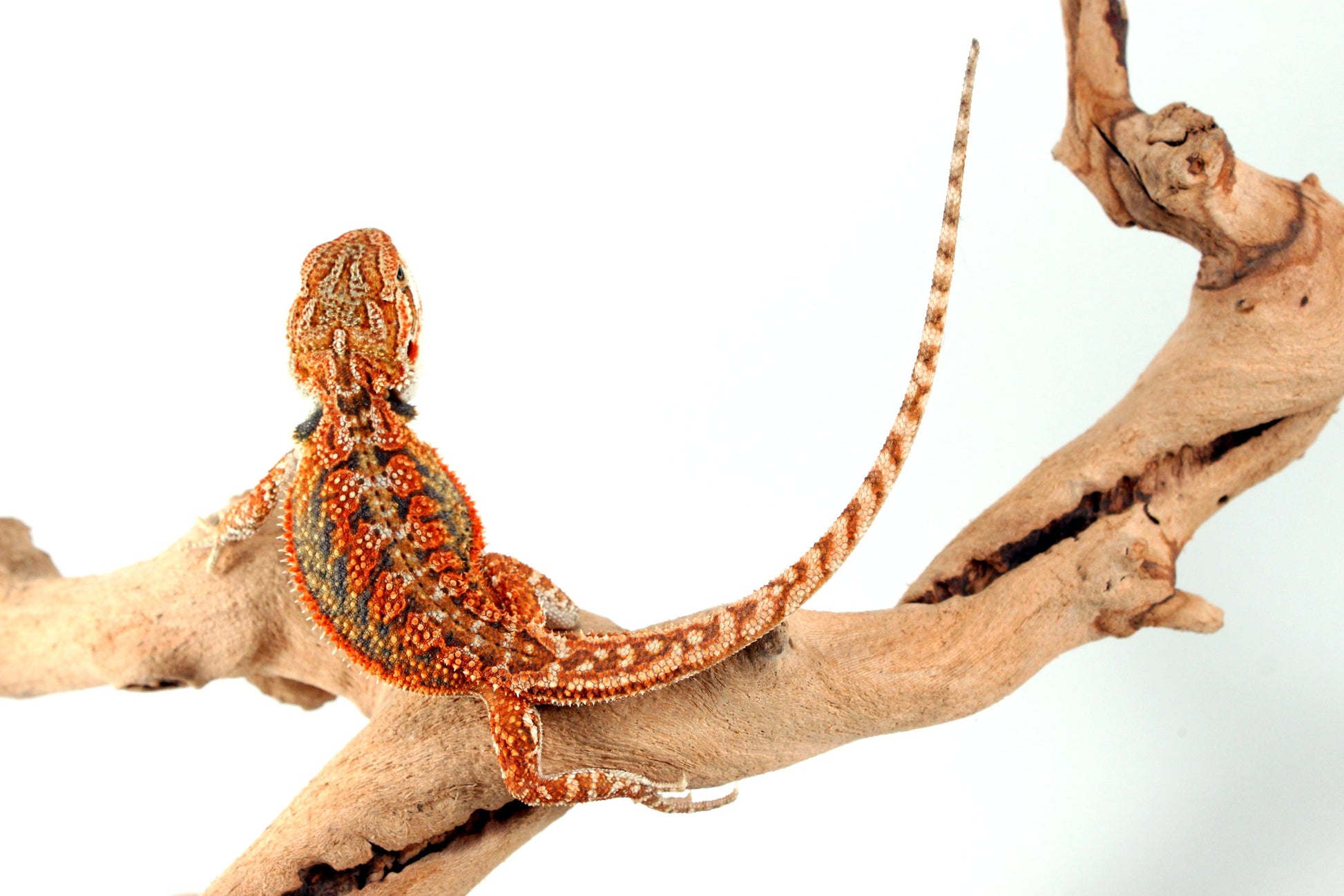 High Orange Dunner Bearded Dragon All Reptiles