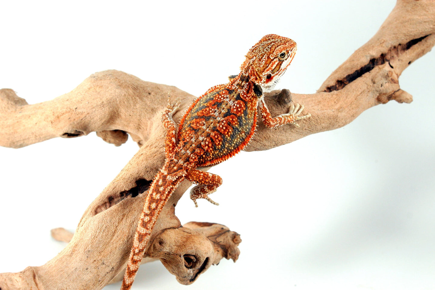 High Orange Dunner Bearded Dragon All Reptiles