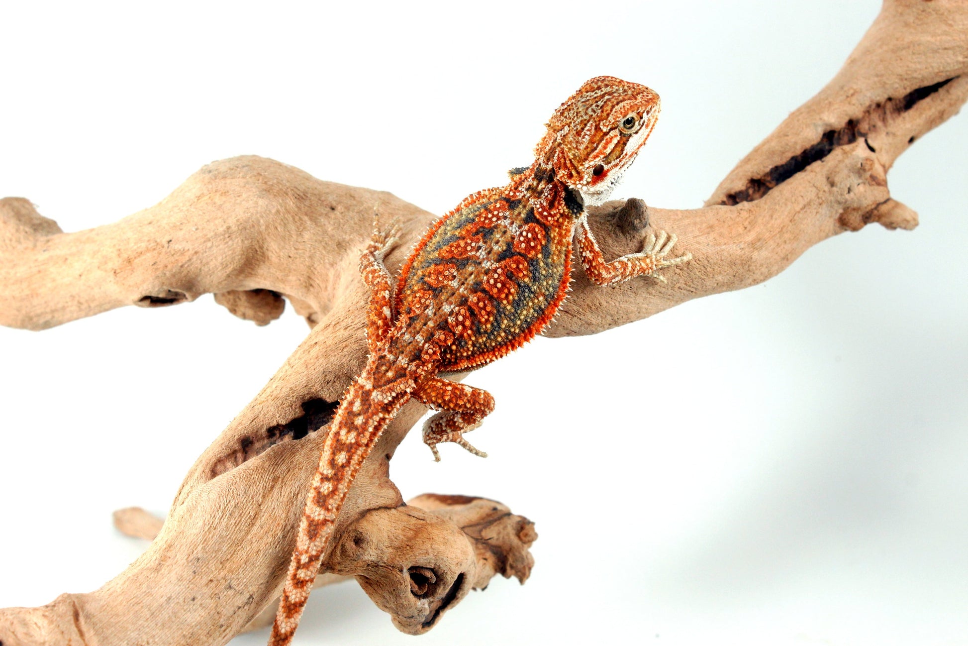 High Orange Dunner Bearded Dragon All Reptiles