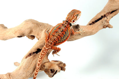 High Orange Dunner Bearded Dragon All Reptiles