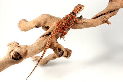High Orange Dunner Bearded Dragon All Reptiles