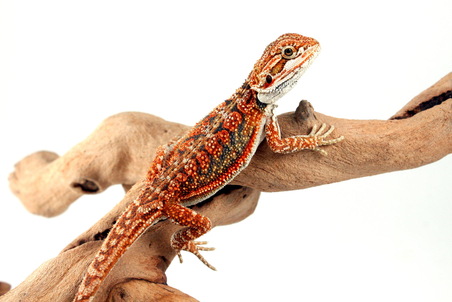 High Orange Dunner Bearded Dragon All Reptiles