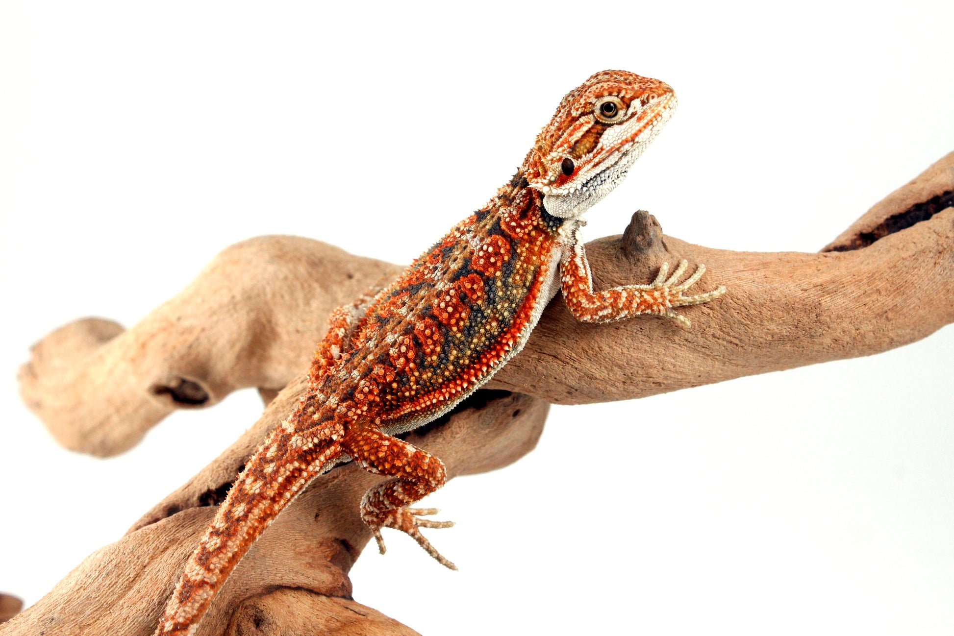 High Orange Dunner Bearded Dragon All Reptiles