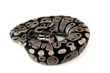 MJ Axanthic Ball Python h. Pied All Reptiles