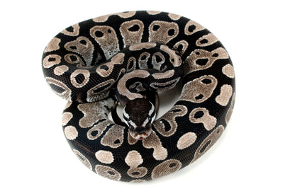MJ Axanthic Ball Python h. Pied All Reptiles