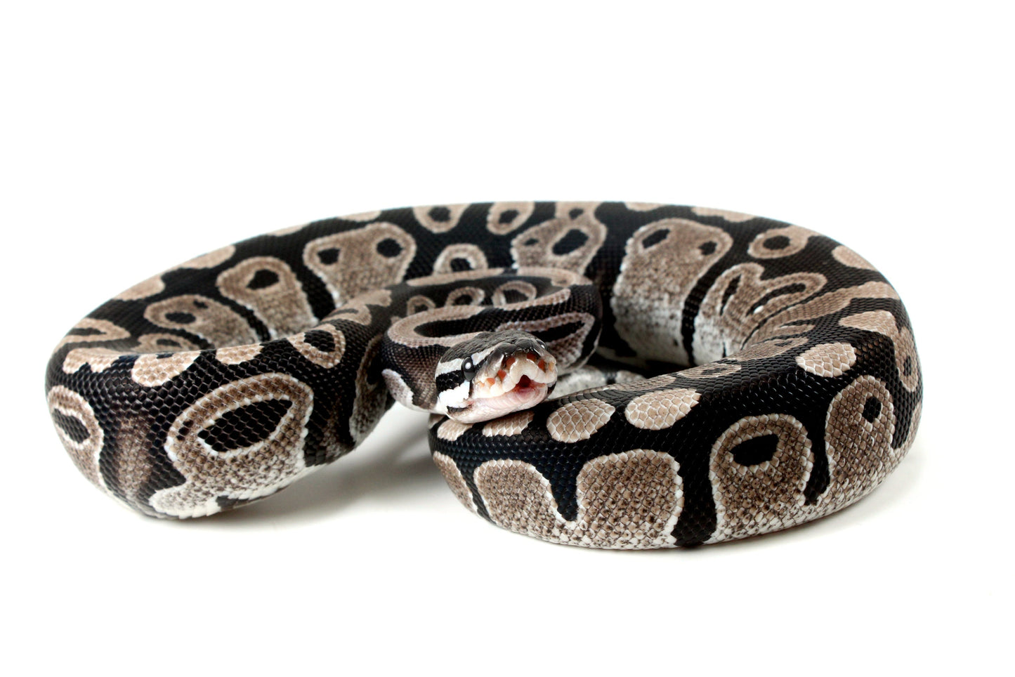 MJ Axanthic Ball Python h. Pied All Reptiles