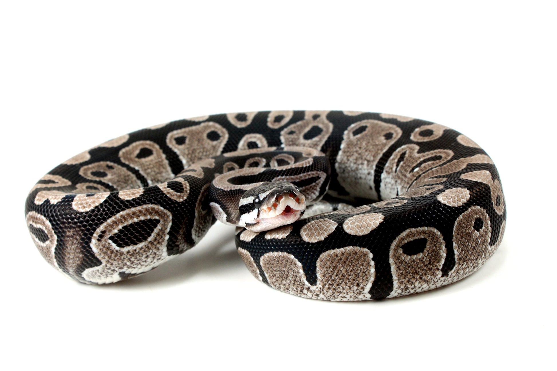 MJ Axanthic Ball Python h. Pied All Reptiles