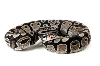 MJ Axanthic Ball Python h. Pied All Reptiles