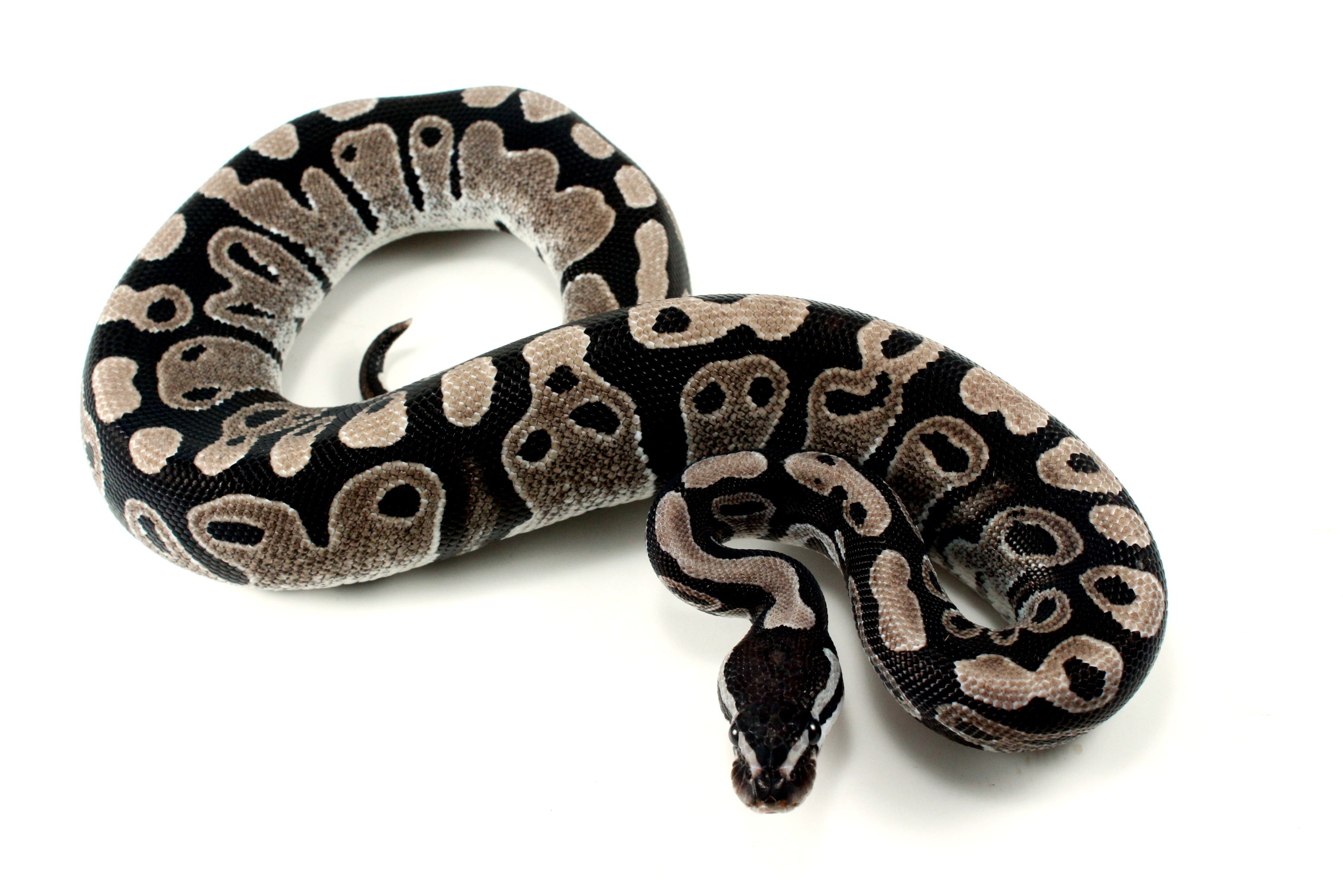 MJ Axanthic Ball Python h. Pied - All Reptiles