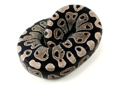 MJ Axanthic Ball Python h. Pied All Reptiles