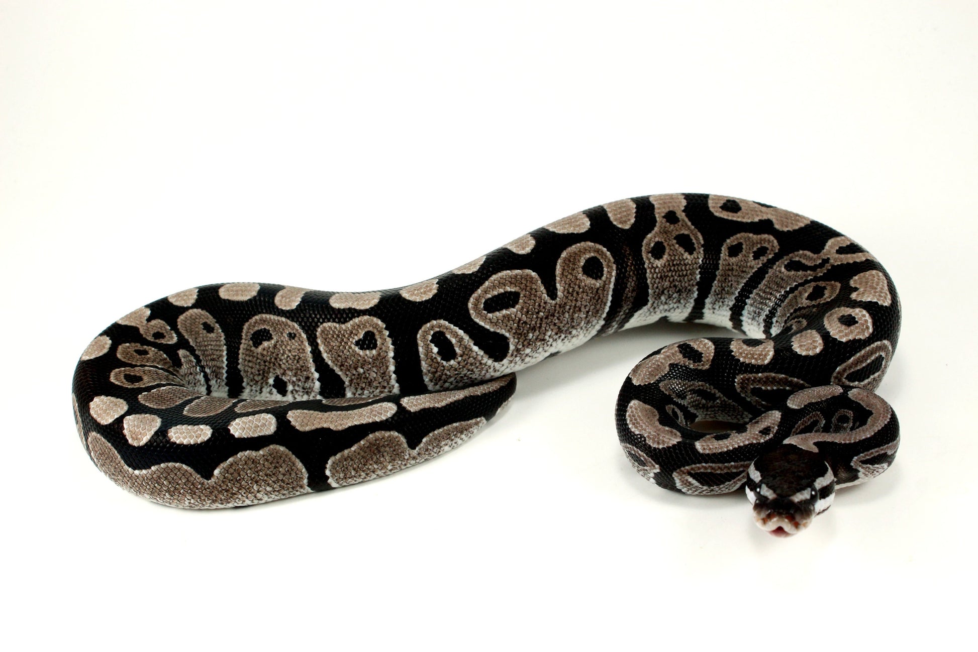 MJ Axanthic Ball Python h. Pied All Reptiles