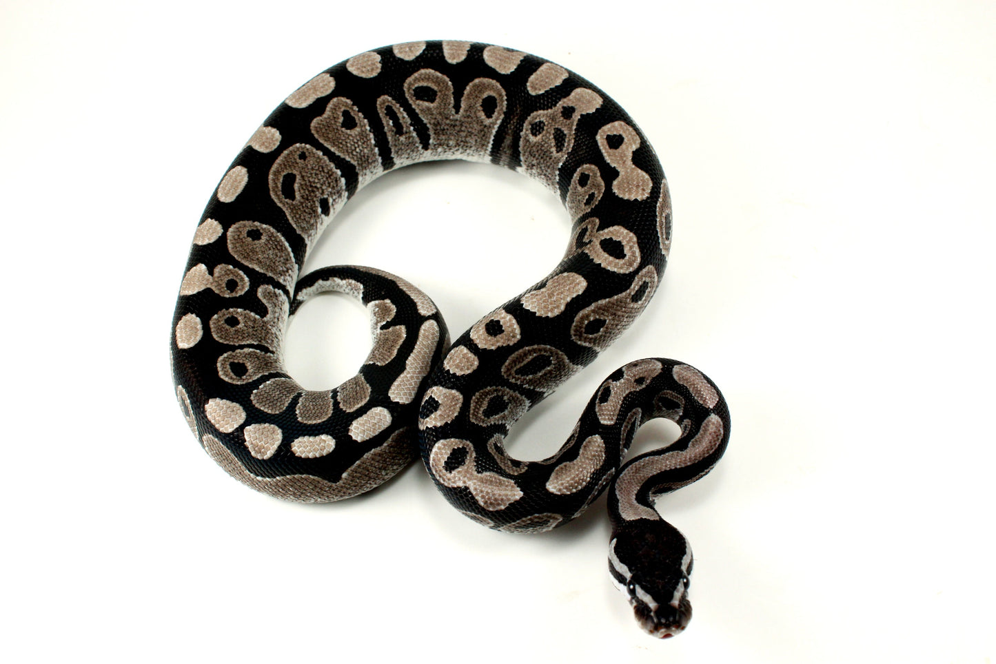 MJ Axanthic Ball Python h. Pied All Reptiles