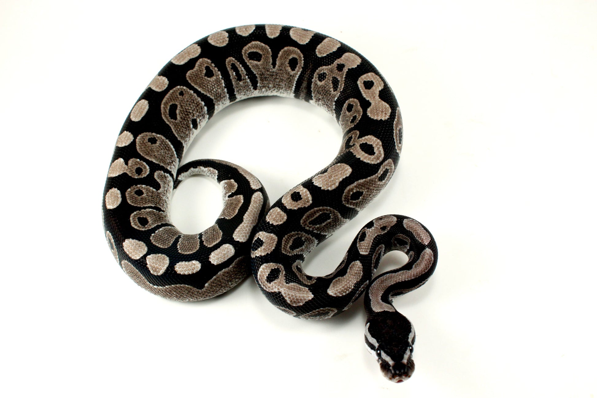 MJ Axanthic Ball Python h. Pied All Reptiles