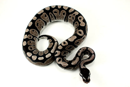 MJ Axanthic Ball Python h. Pied All Reptiles