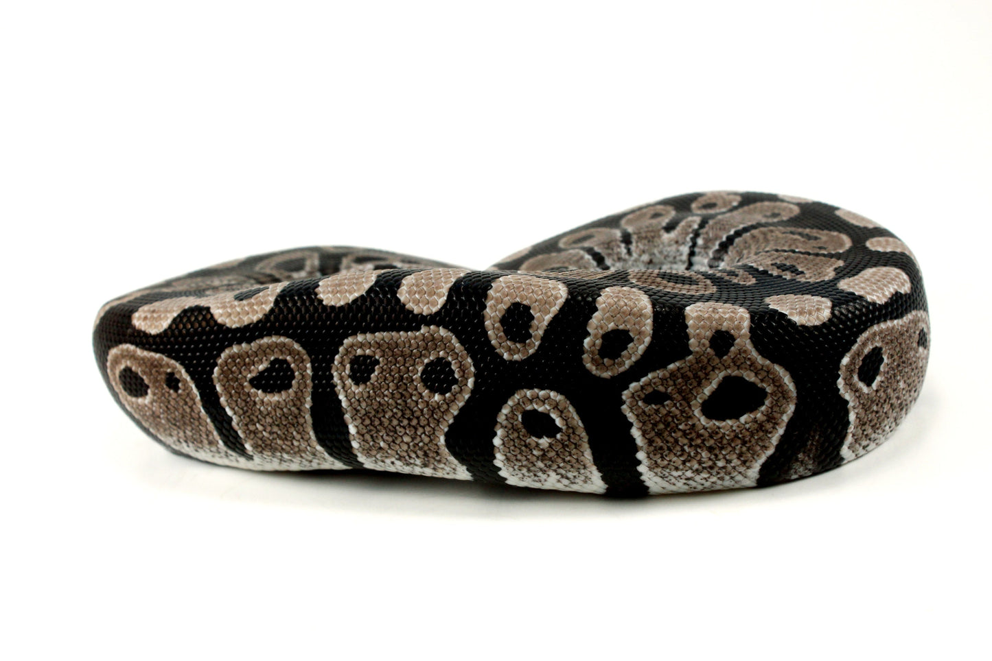 MJ Axanthic Ball Python h. Pied All Reptiles
