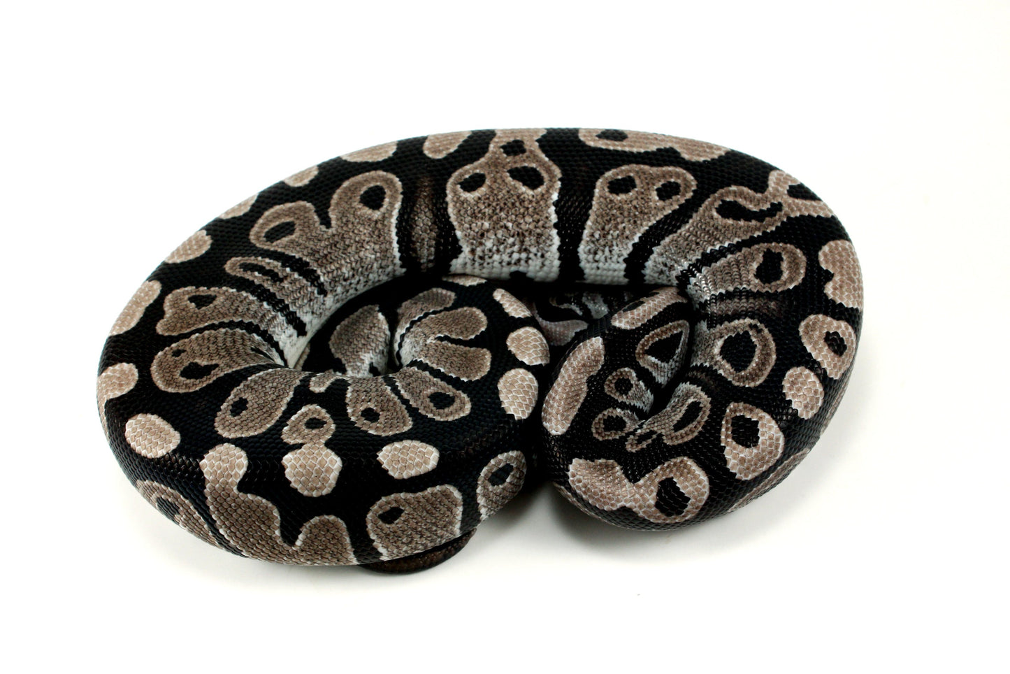 MJ Axanthic Ball Python h. Pied All Reptiles