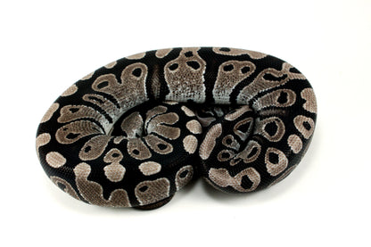 MJ Axanthic Ball Python h. Pied All Reptiles