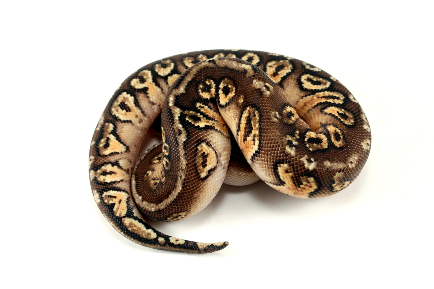 Pastel Hidden Gene Woma Mahogany Ball Python