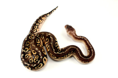 Pastel Hidden Gene Woma Mahogany Ball Python