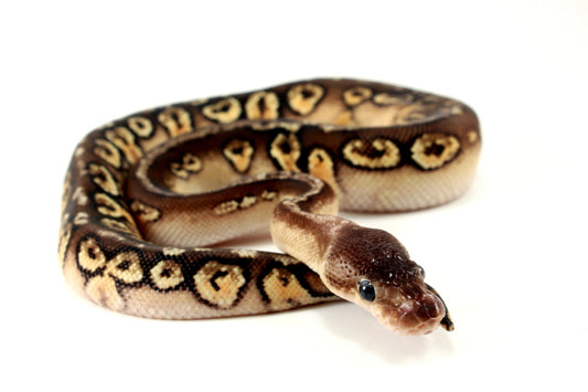 Pastel Hidden Gene Woma Mahogany Ball Python