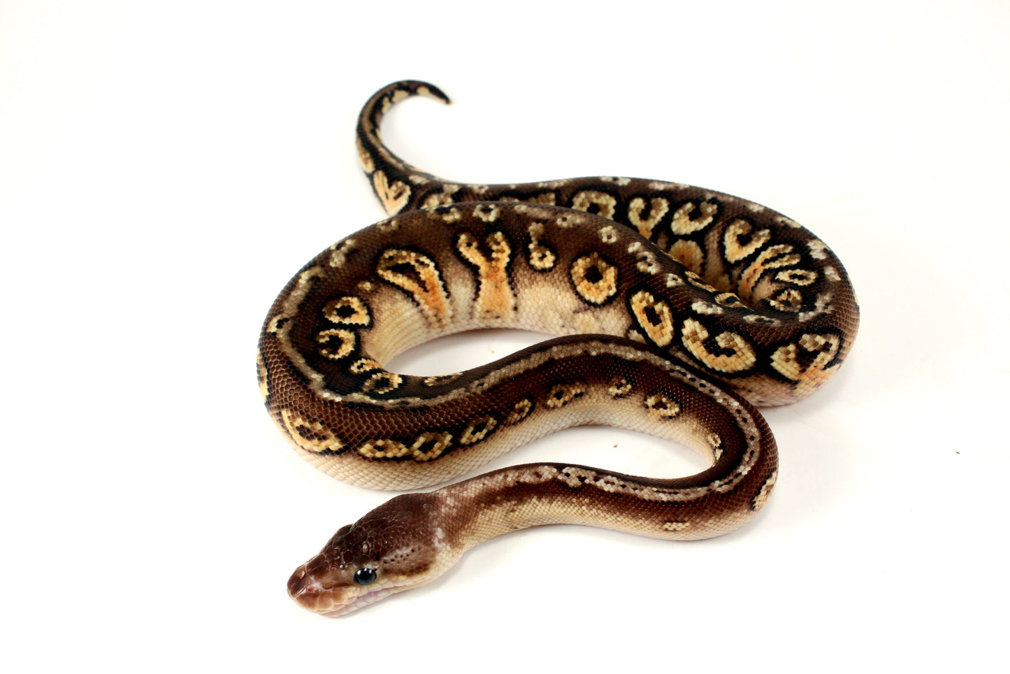 Pastel Hidden Gene Woma Mahogany Ball Python