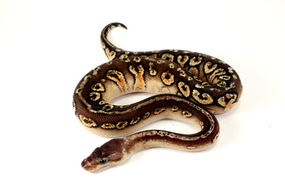 Pastel Hidden Gene Woma Mahogany Ball Python