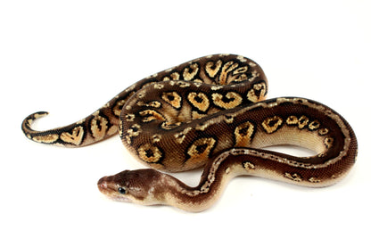 Pastel Hidden Gene Woma Mahogany Ball Python