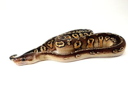 Pastel Hidden Gene Woma Mahogany Ball Python