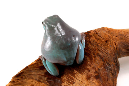 Adult White's Tree Frog