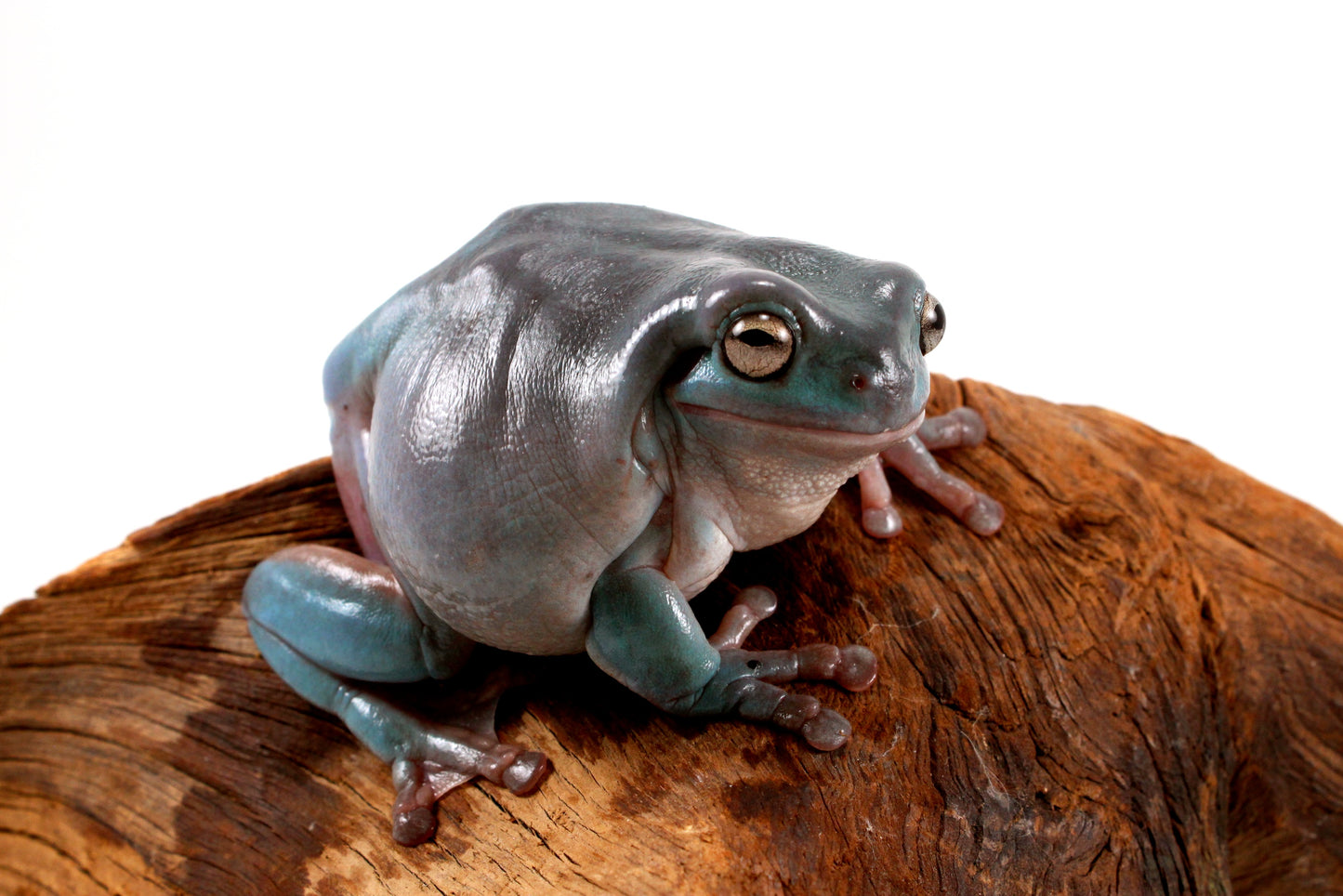 Adult White's Tree Frog