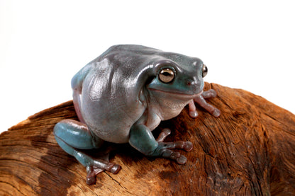 Adult White's Tree Frog