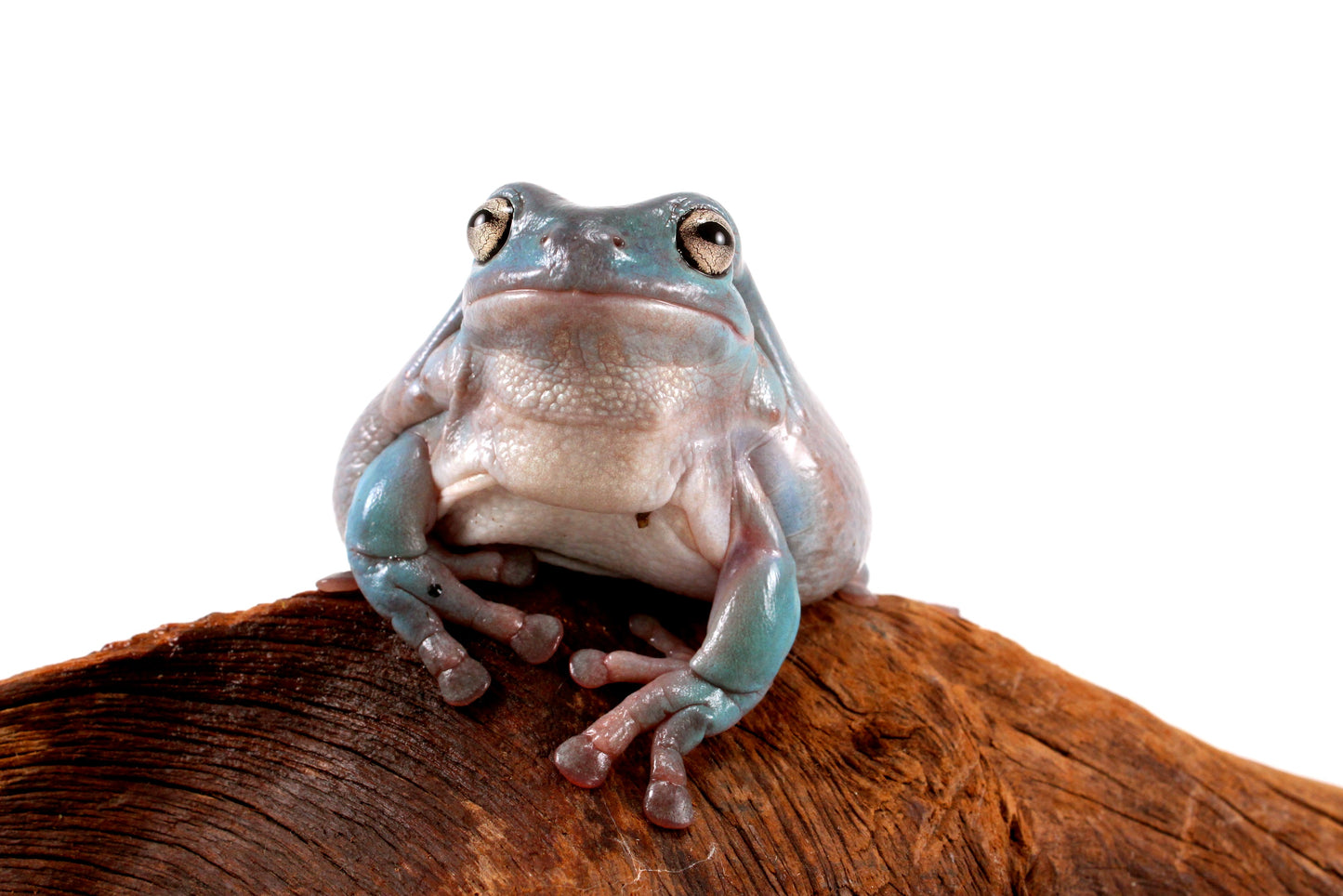 Adult White's Tree Frog