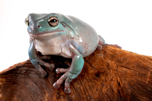 Adult White's Tree Frog