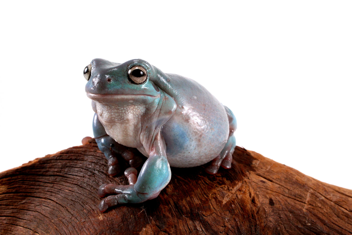 Adult White's Tree Frog