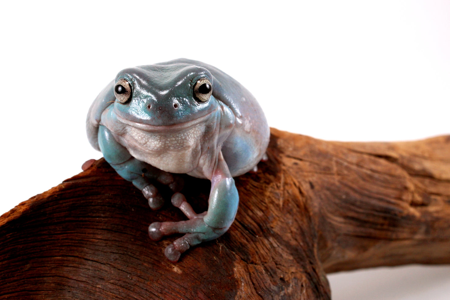Adult White's Tree Frog