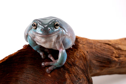 Adult White's Tree Frog