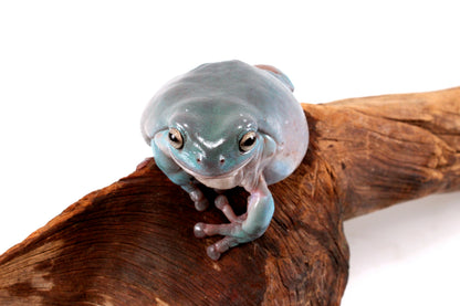 Adult White's Tree Frog