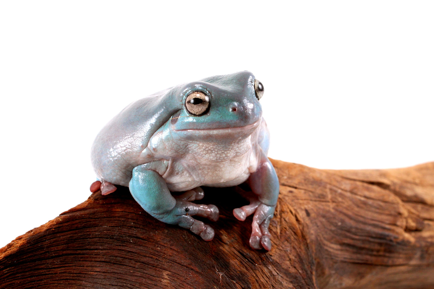 Adult White's Tree Frog