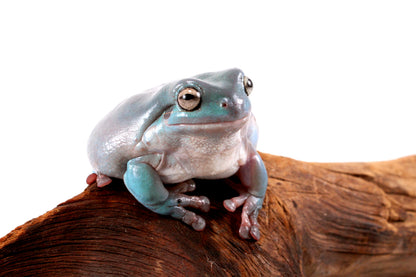 Adult White's Tree Frog