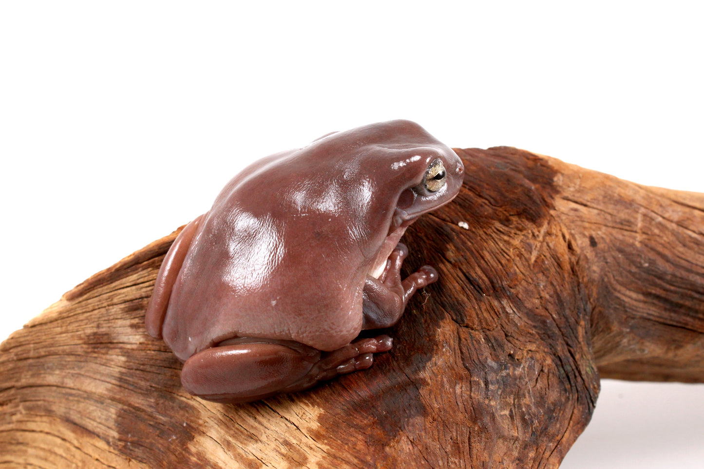 Adult White's Tree Frog