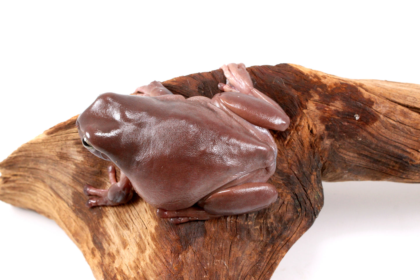 Adult White's Tree Frog