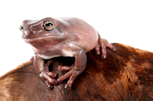 Adult White's Tree Frog