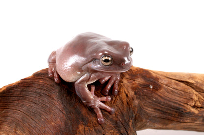 Adult White's Tree Frog